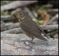 _6SB0960 thrush